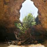 Ci arrampichiamo sugli scogli e arriviamo cos� sino al secondo �piano�, dove a dominare la scena si trova un inaspettato e altero albero di fico che si staglia verso l�alto fuoriuscendo da una grande apertura sul soffitto, da cui filtra la luce del sole